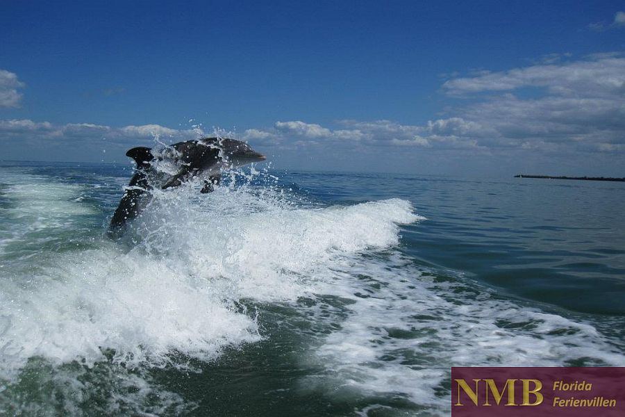 Boat rental in Florida Boat rental in Cape Coral